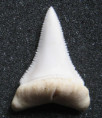 /products/zraloci-zub-c-carcharias/